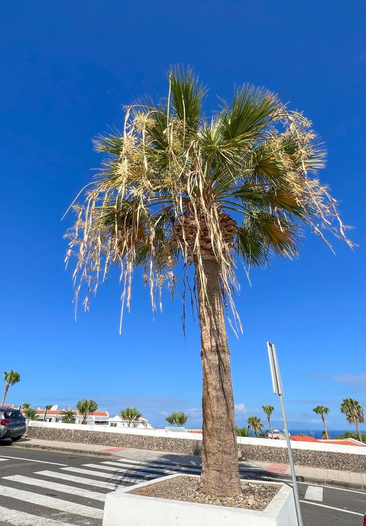 Apartamento El Paraiso Costa Adeje Dış mekan fotoğraf
